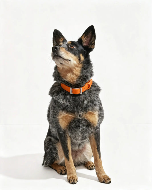 MellowTail All-Weather Everyday Collar™-Blaze ✨ Limited Edition