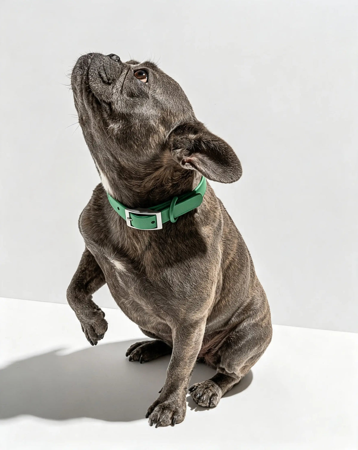 MellowTail All-Weather Everyday Collar™-Spruce