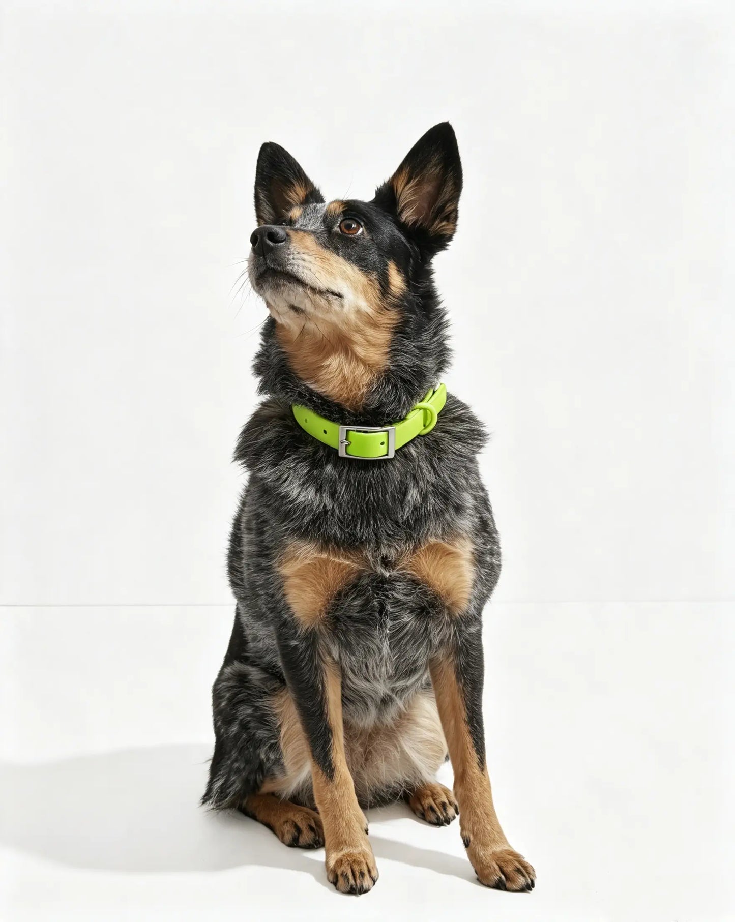 MellowTail All-Weather Everyday Collar™-Limeade ✨ Limited Edition