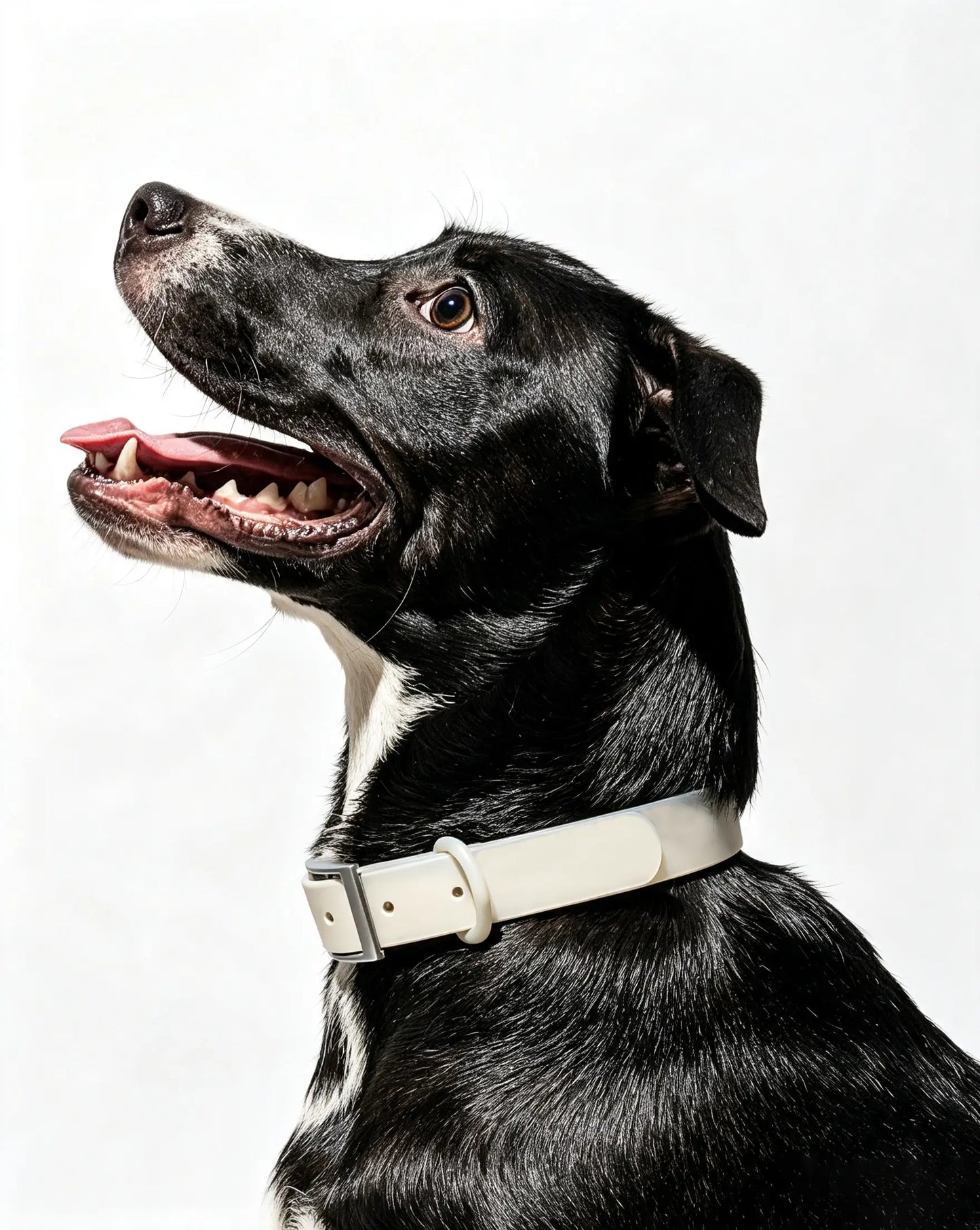 MellowTail All-Weather Everyday Collar™-Gray ✨ Limited Edition