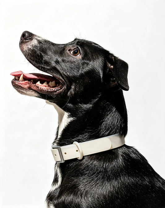 MellowTail All-Weather Everyday Collar™-Gray ✨ Limited Edition