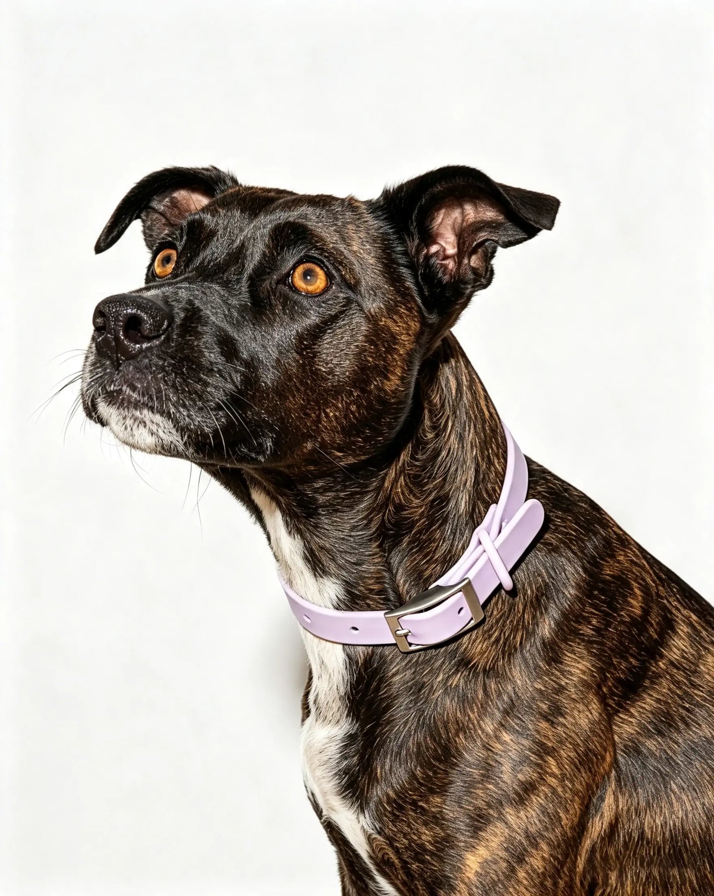 MellowTail All-Weather Everyday Collar™-Lilac