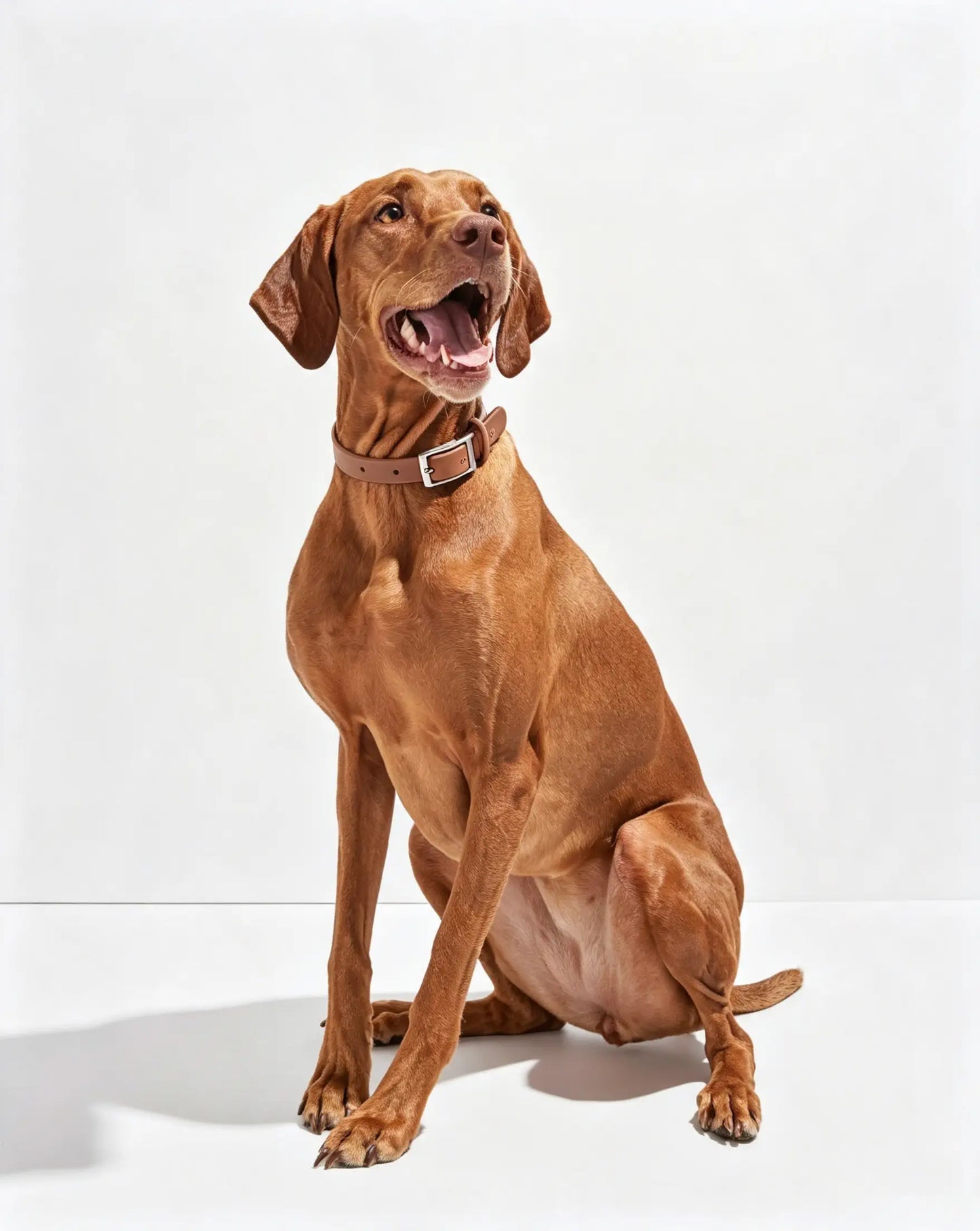 MellowTail All-Weather Everyday Collar™-Cocoa