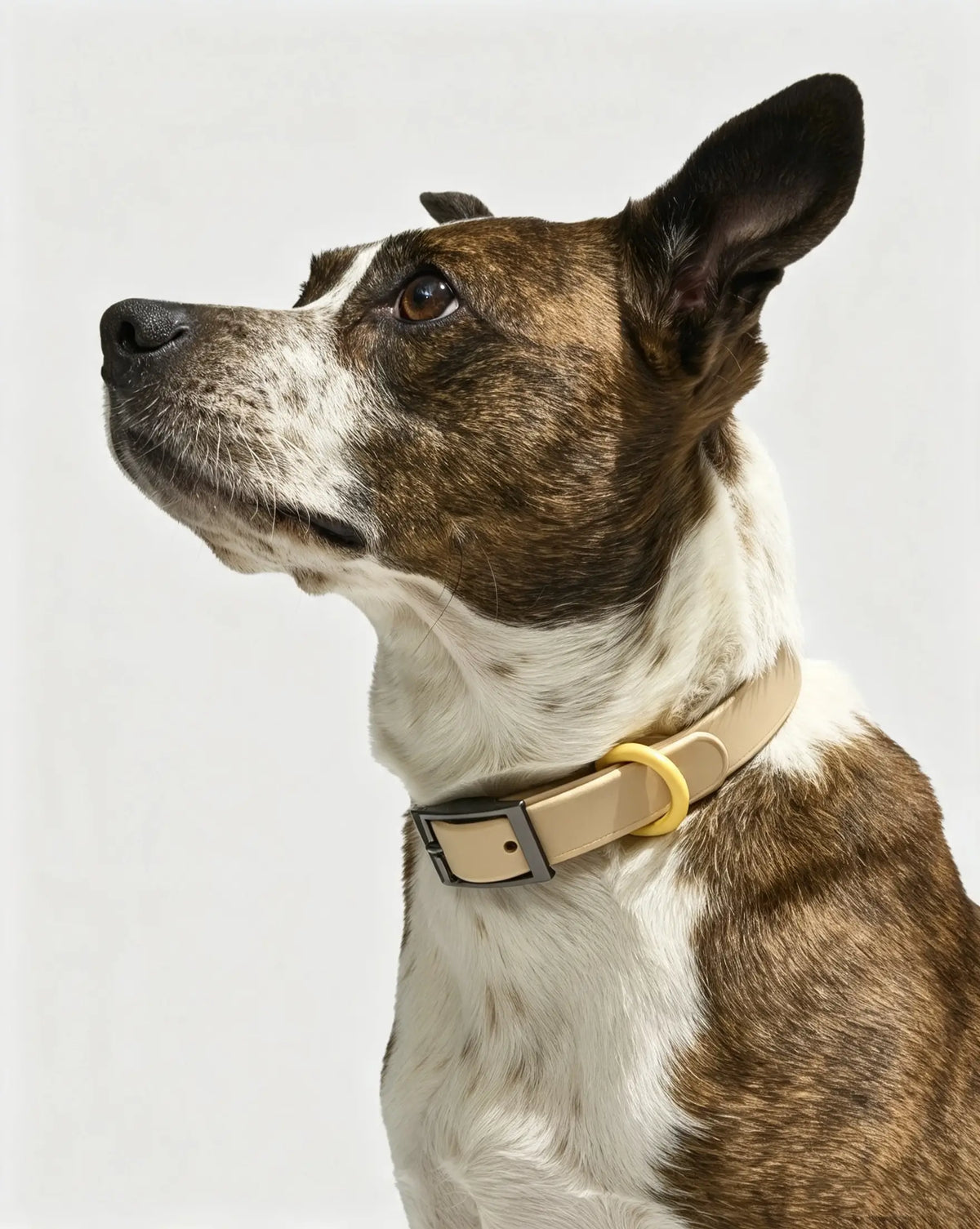 MellowTail All-Weather Everyday Collar™-Retro