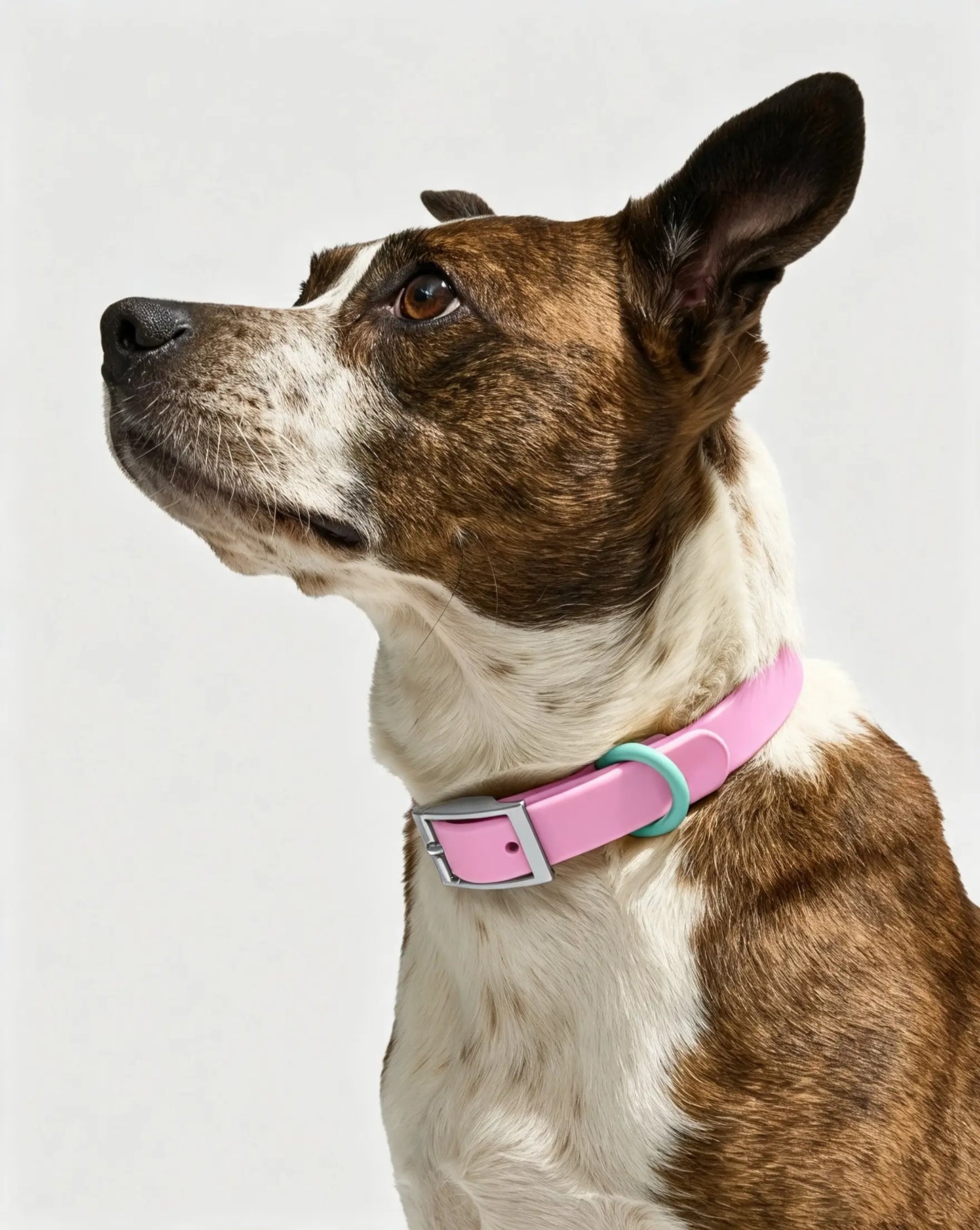 MellowTail All-Weather Everyday Collar™-Bubblegum