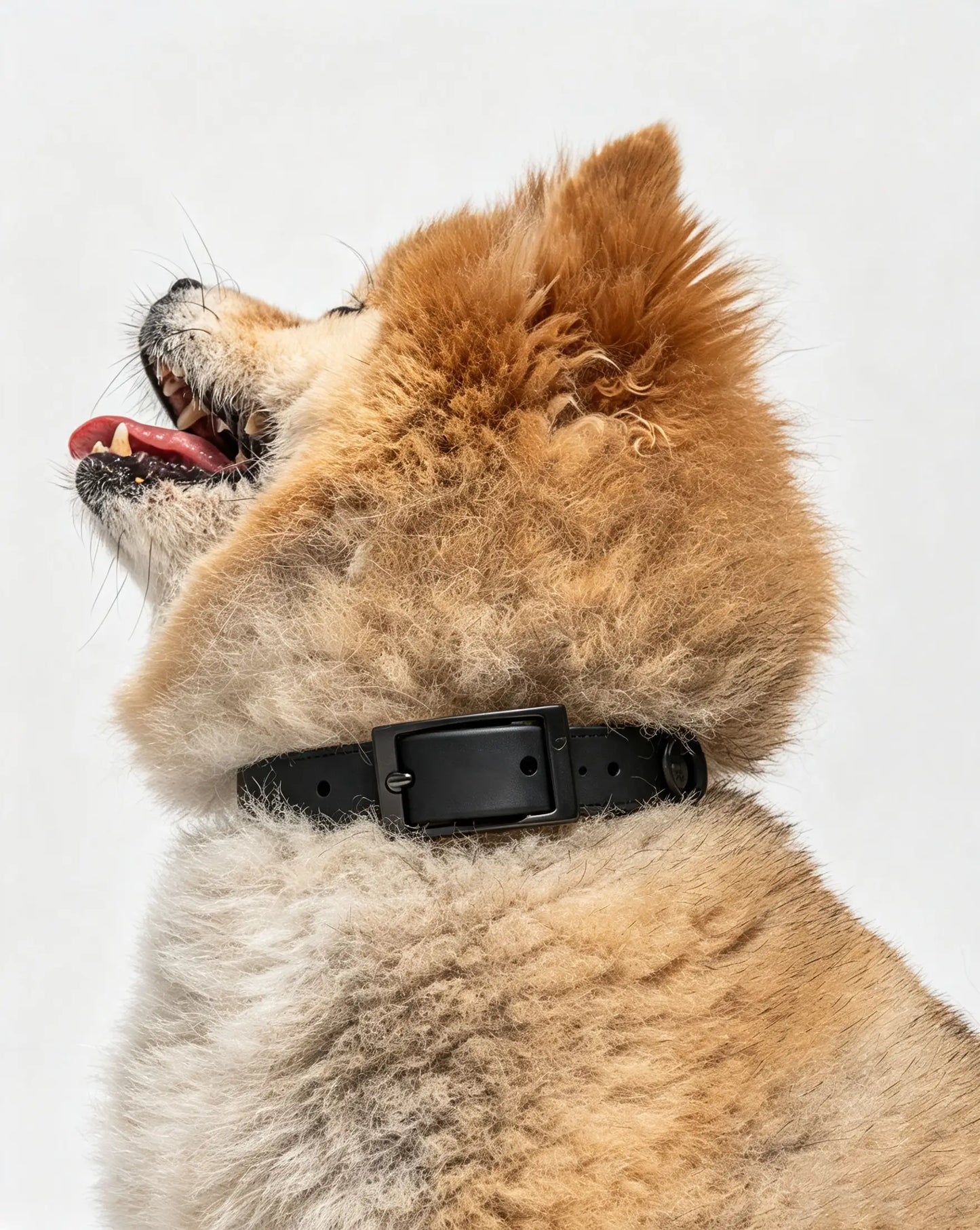 MellowTail All-Weather Everyday Collar™-Black