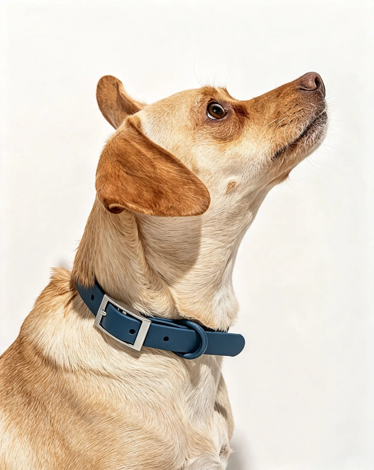 MellowTail All-Weather Everyday Collar™-Navy