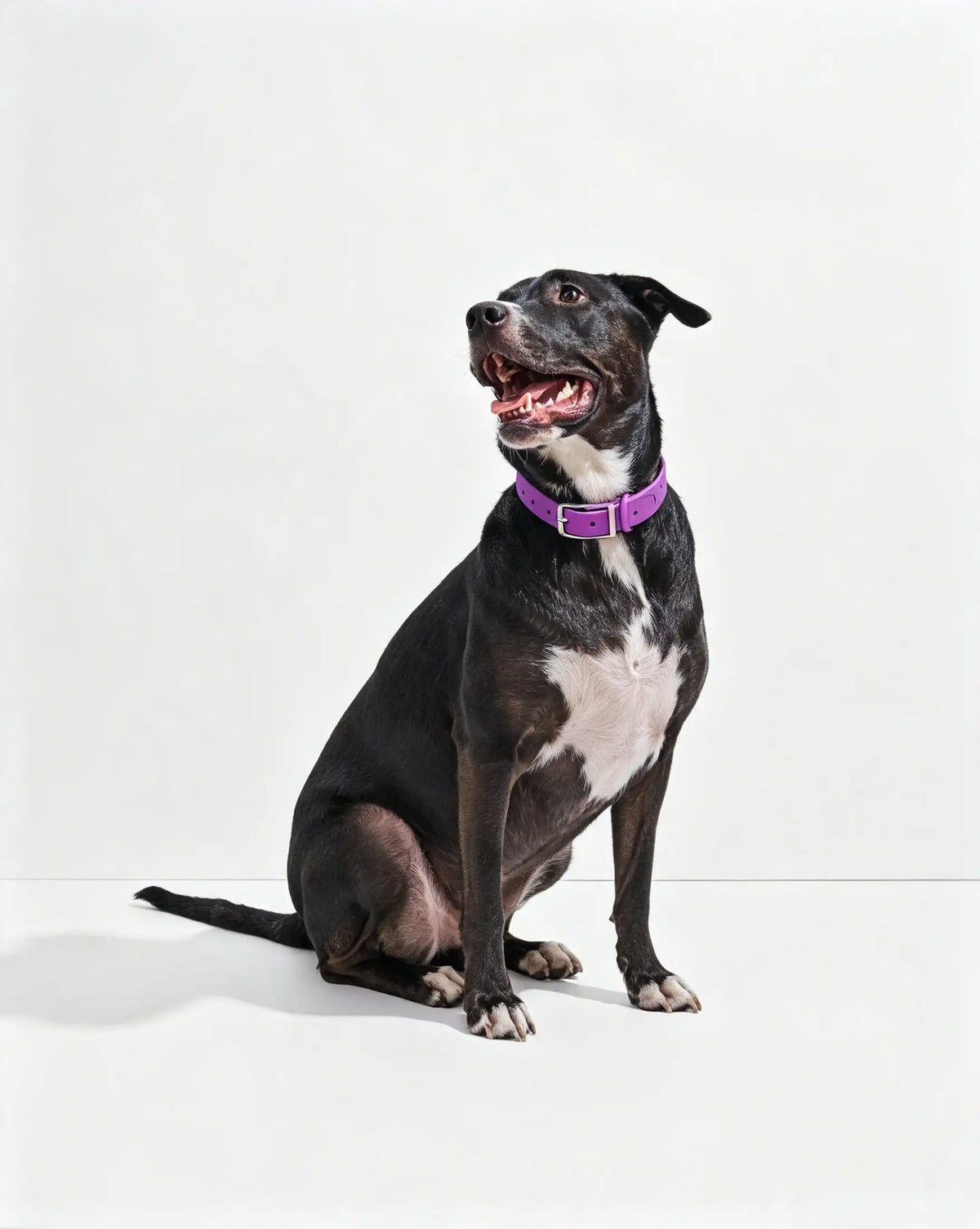 MellowTail All-Weather Everyday Collar™-Orchid