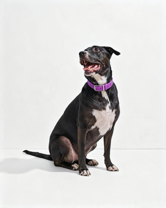 MellowTail All-Weather Everyday Collar™-Orchid