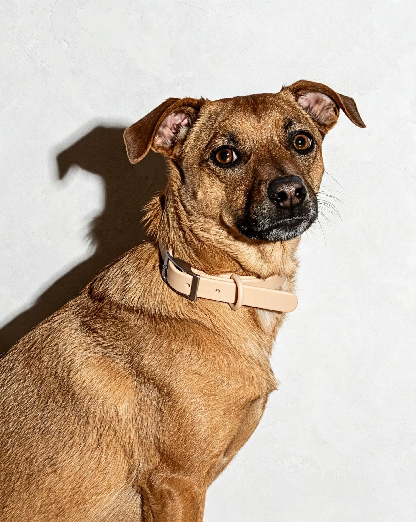 MellowTail All-Weather Everyday Collar™-Tan ✨ Limited Edition