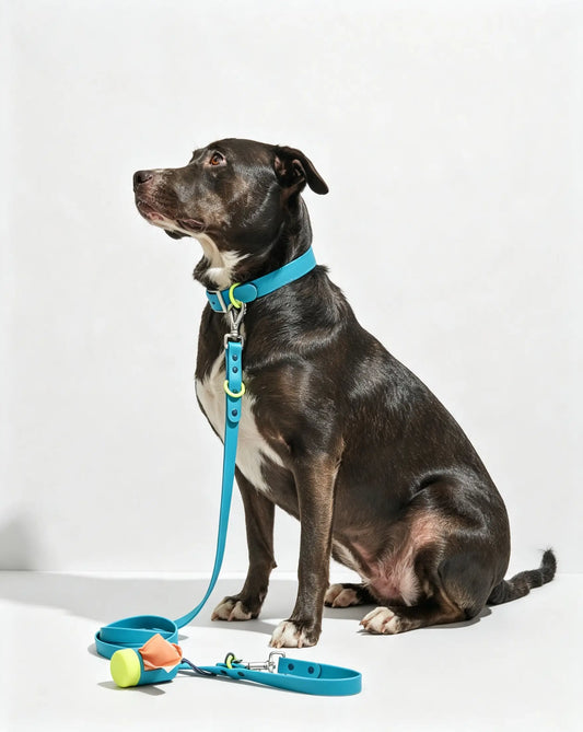 MellowTail All-Weather Everyday Collar™-Hudson ✨ Limited Edition