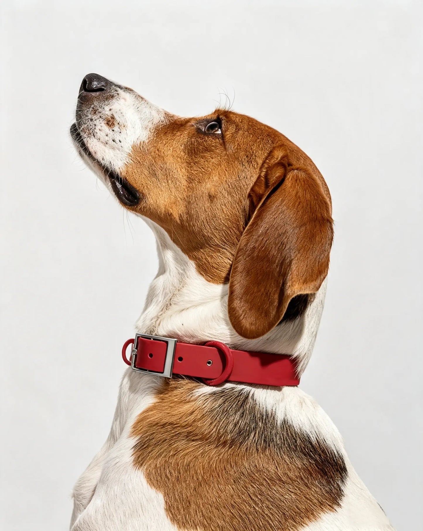 MellowTail All-Weather Everyday Collar™-Strawberry