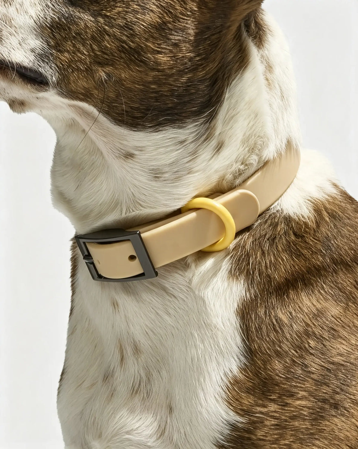 MellowTail All-Weather Everyday Collar™-Retro