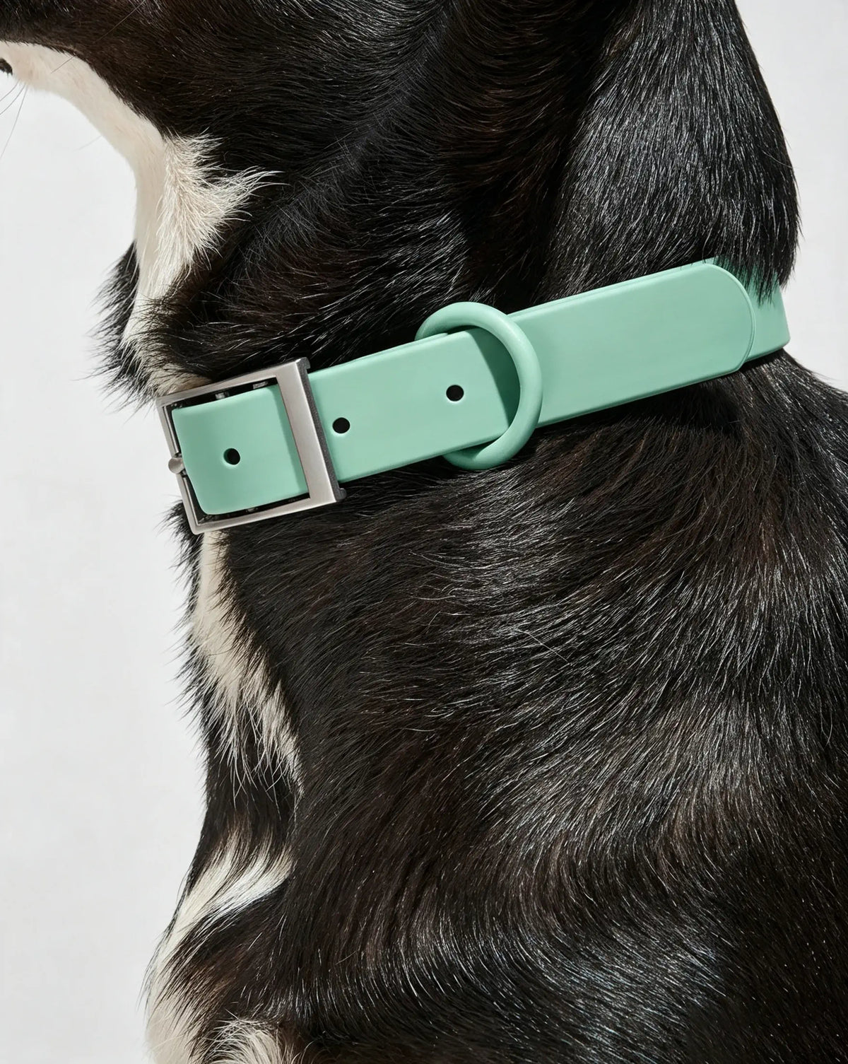 MellowTail All-Weather Everyday Collar™-Seafoam ✨ Limited Edition