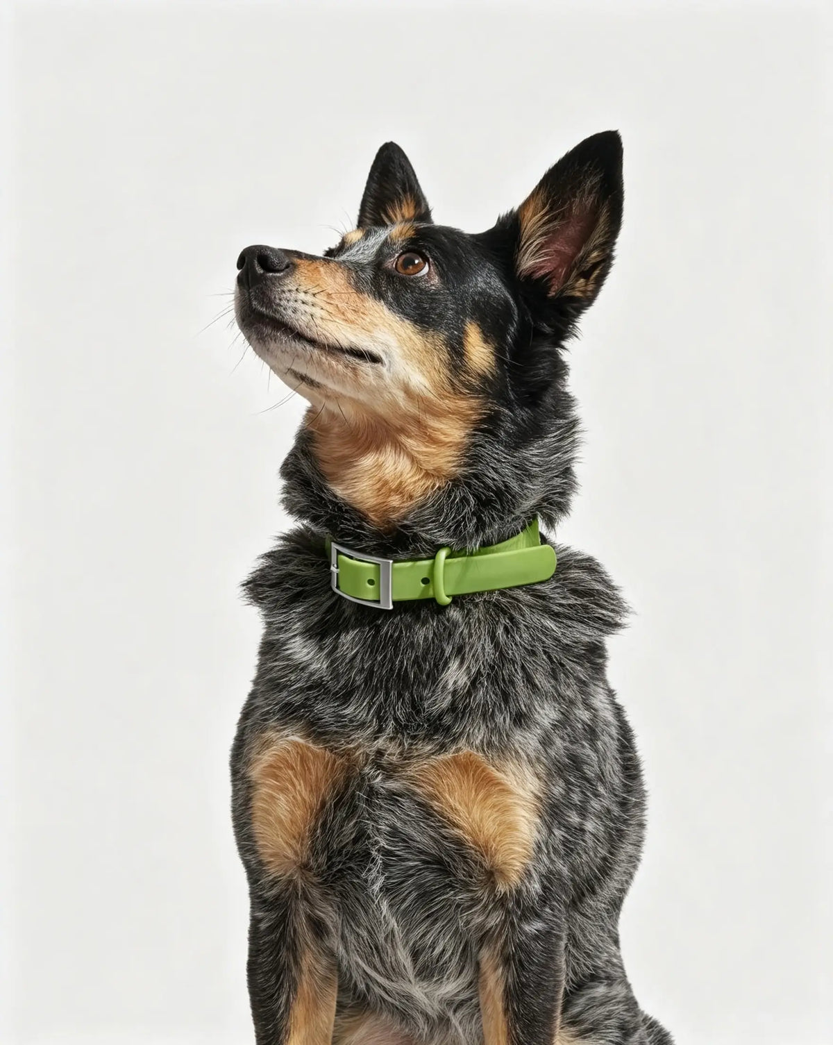 MellowTail All-Weather Everyday Collar™-Moss ✨ Limited Edition