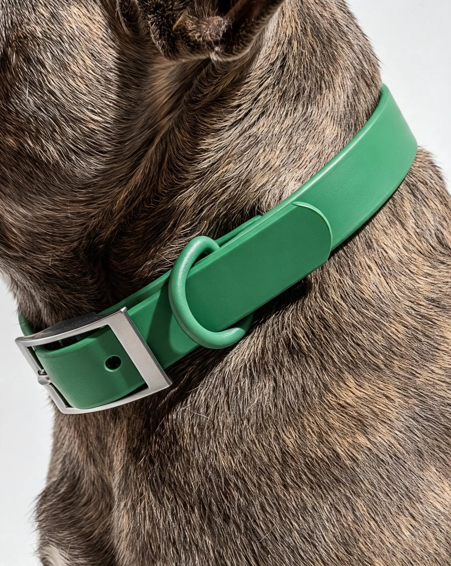 MellowTail All-Weather Everyday Collar™-Spruce