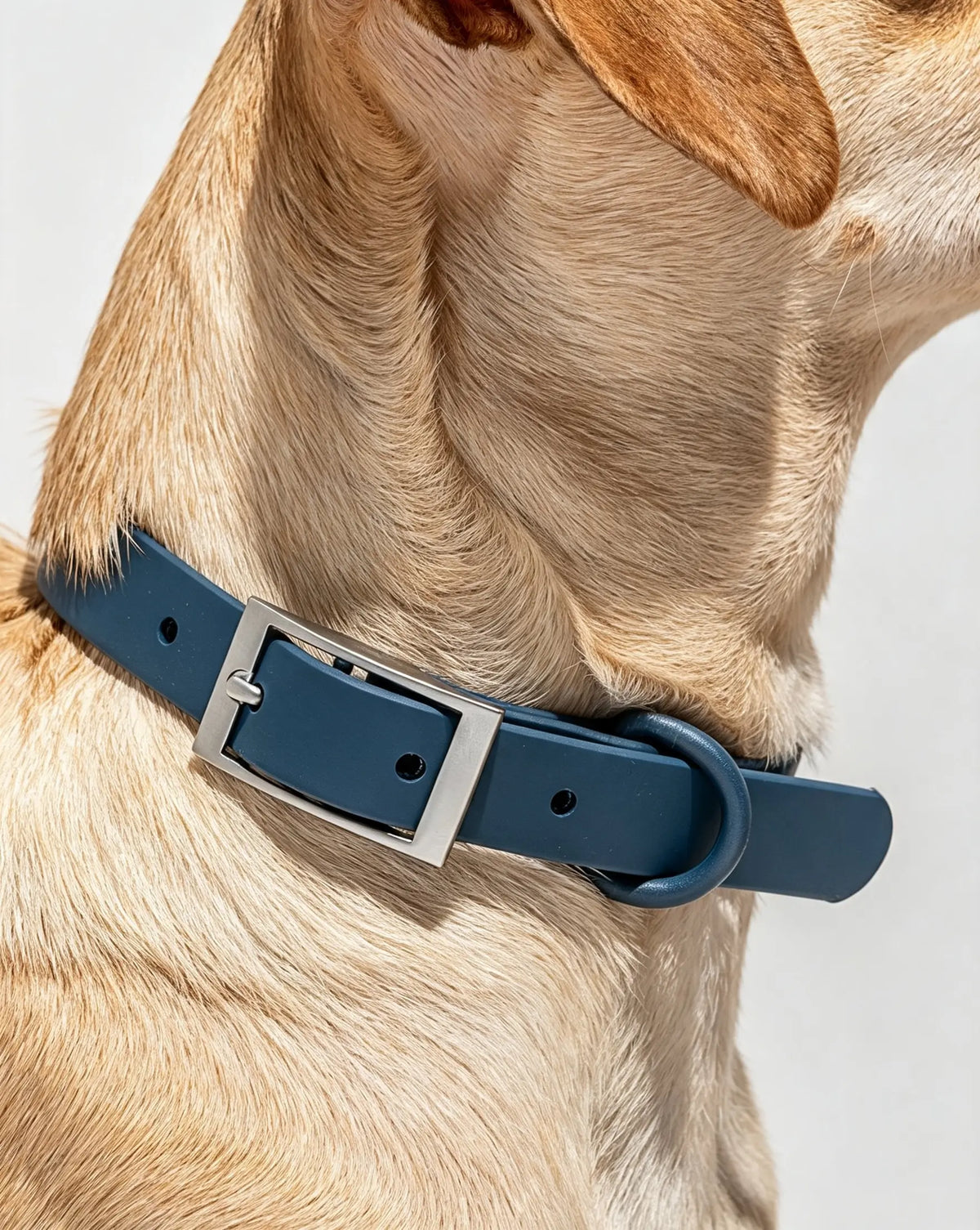 MellowTail All-Weather Everyday Collar™-Navy