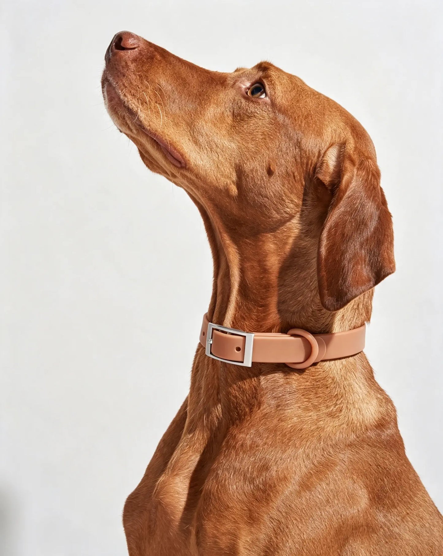 MellowTail All-Weather Everyday Collar™-Cocoa