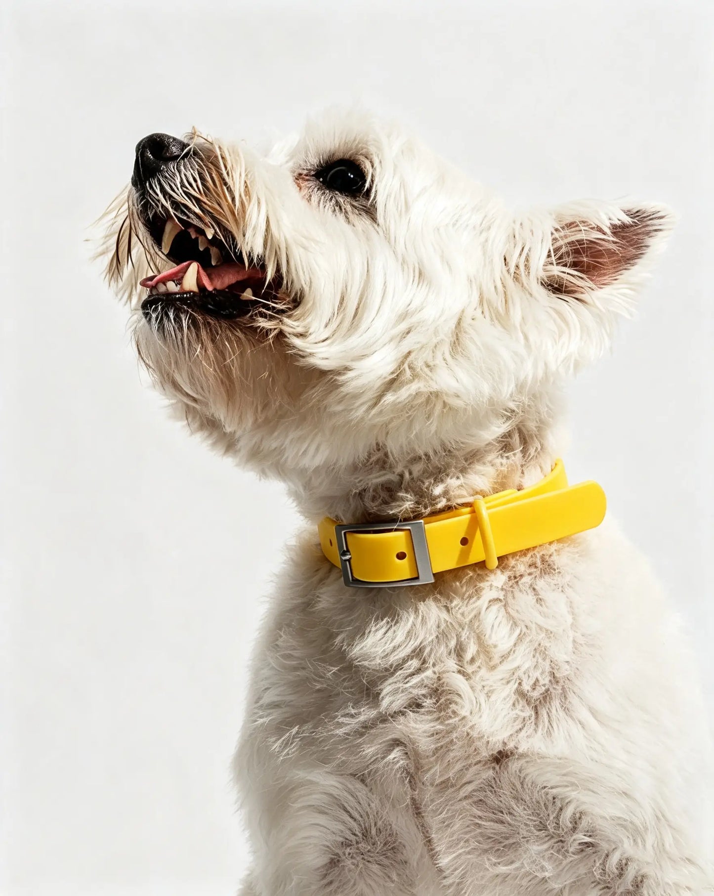 MellowTail All-Weather Everyday Collar™-Butter ✨ Limited Edition