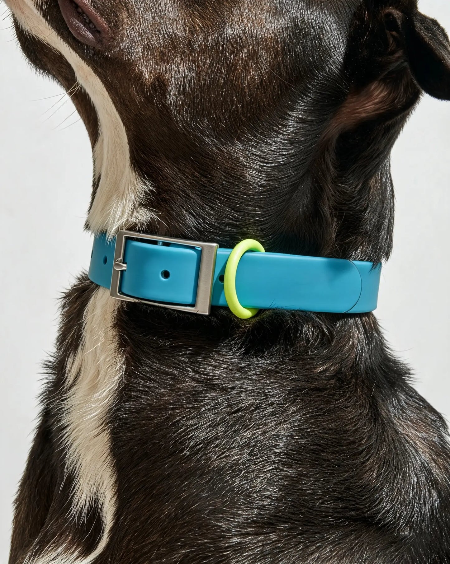 MellowTail All-Weather Everyday Collar™-Hudson ✨ Limited Edition