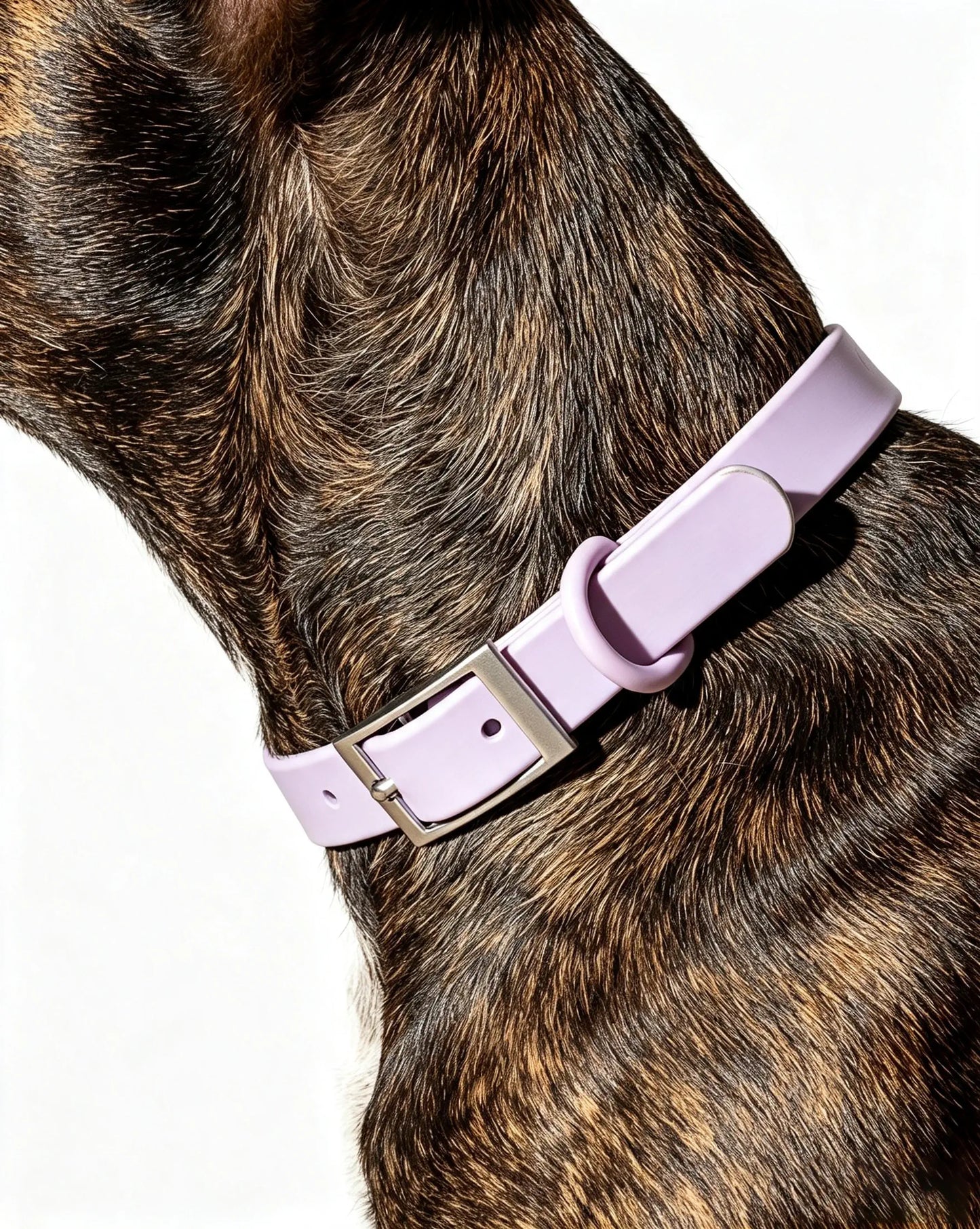 MellowTail All-Weather Everyday Collar™-Lilac