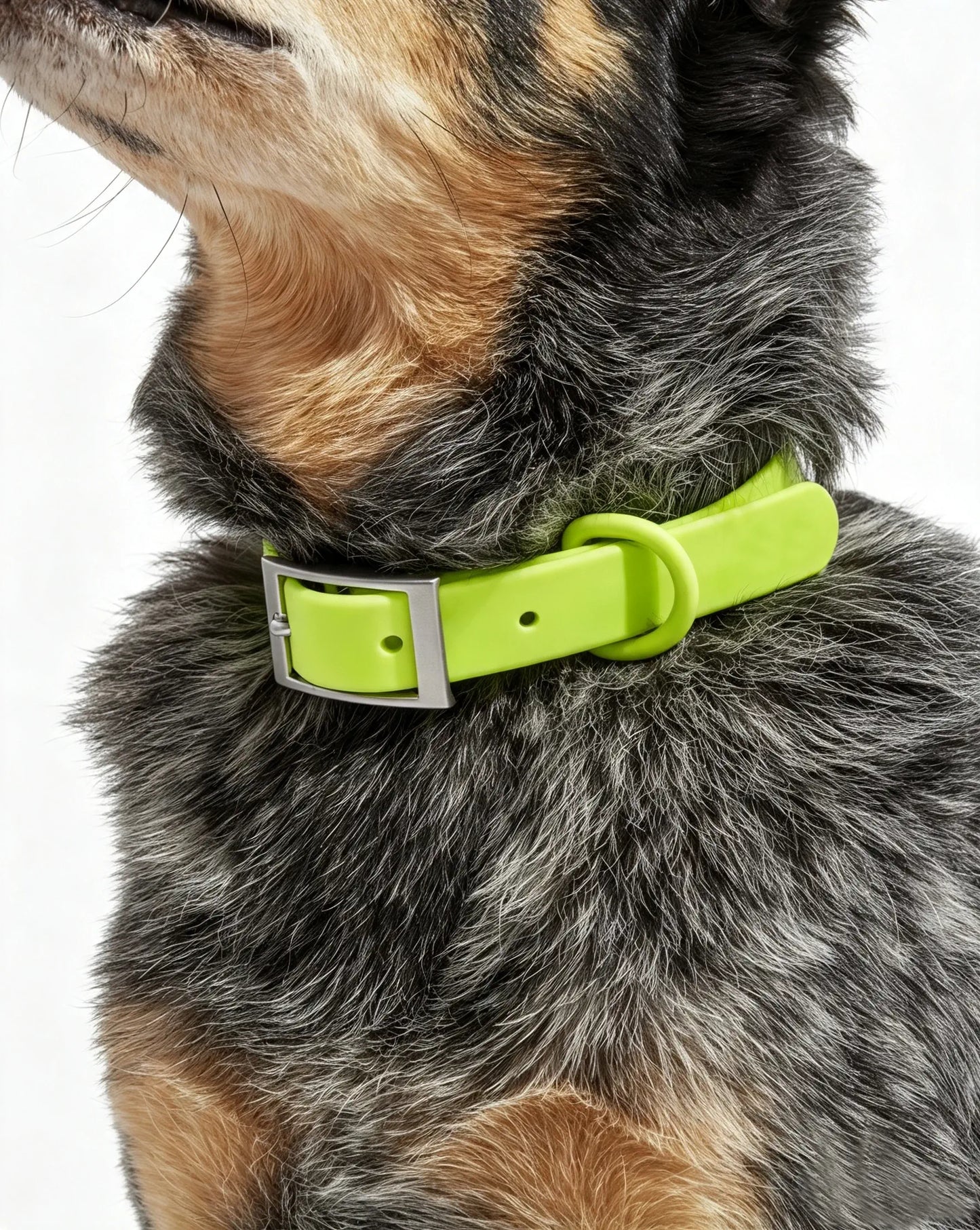 MellowTail All-Weather Everyday Collar™-Limeade ✨ Limited Edition