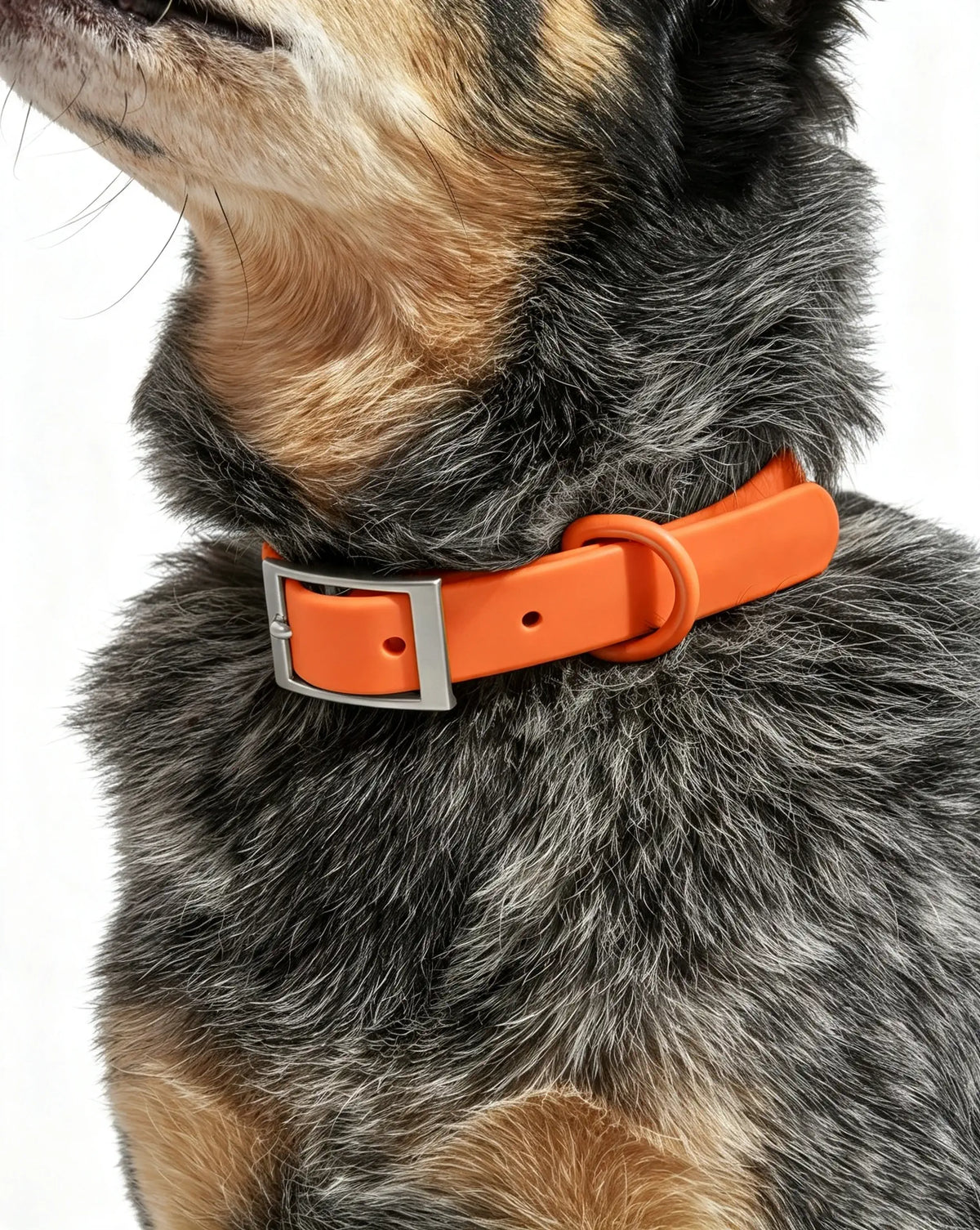 MellowTail All-Weather Everyday Collar™-Blaze ✨ Limited Edition