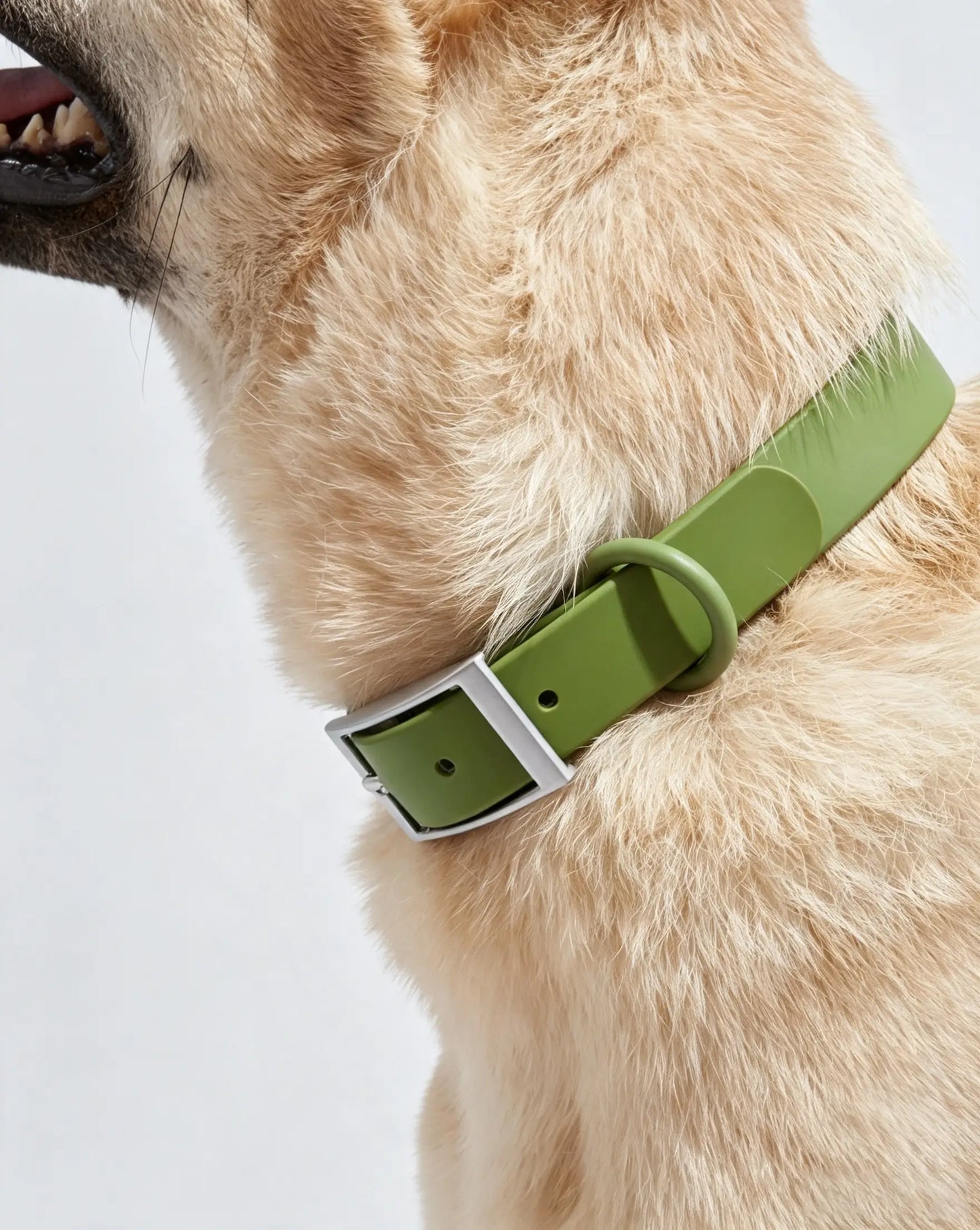 MellowTail All-Weather Everyday Collar™-Moss ✨ Limited Edition