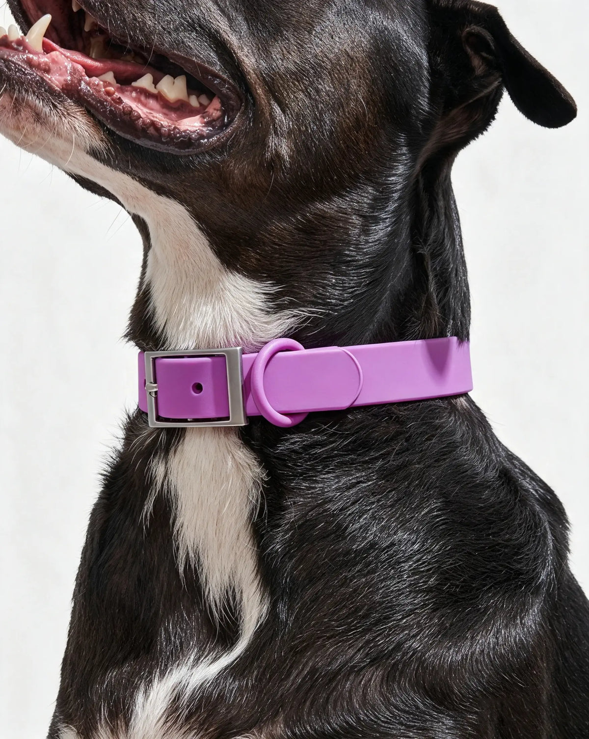 MellowTail All-Weather Everyday Collar™-Orchid