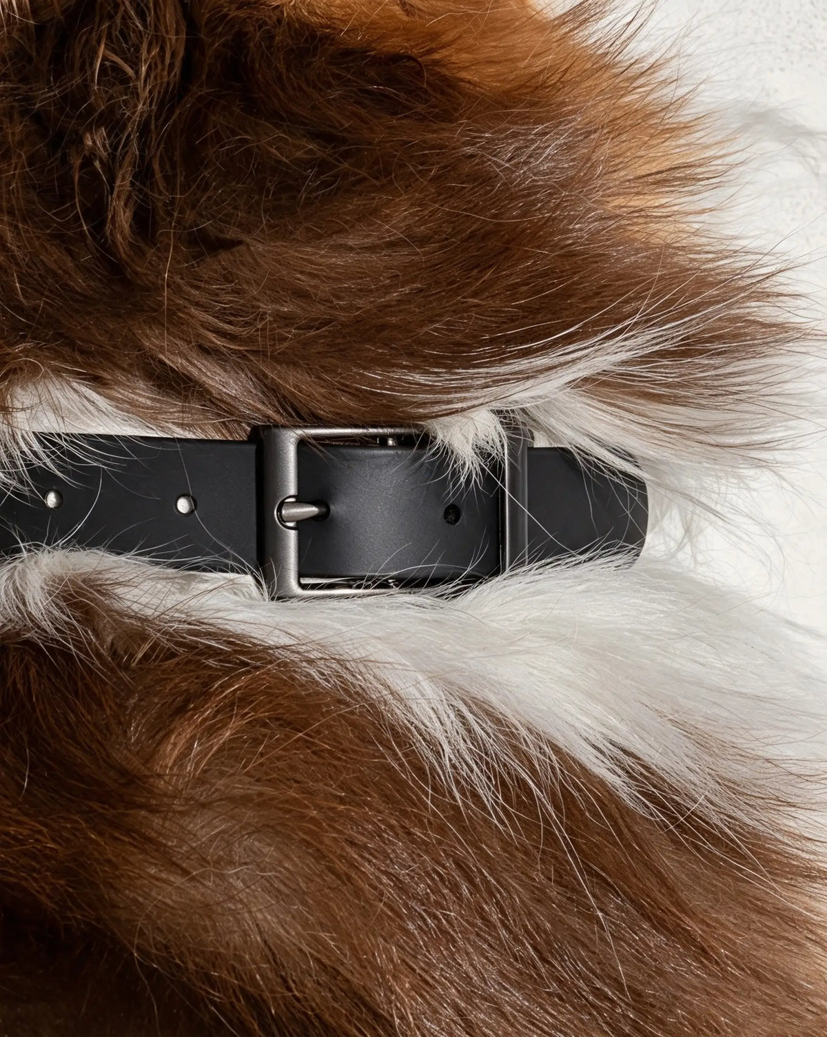 MellowTail All-Weather Everyday Collar™-Black