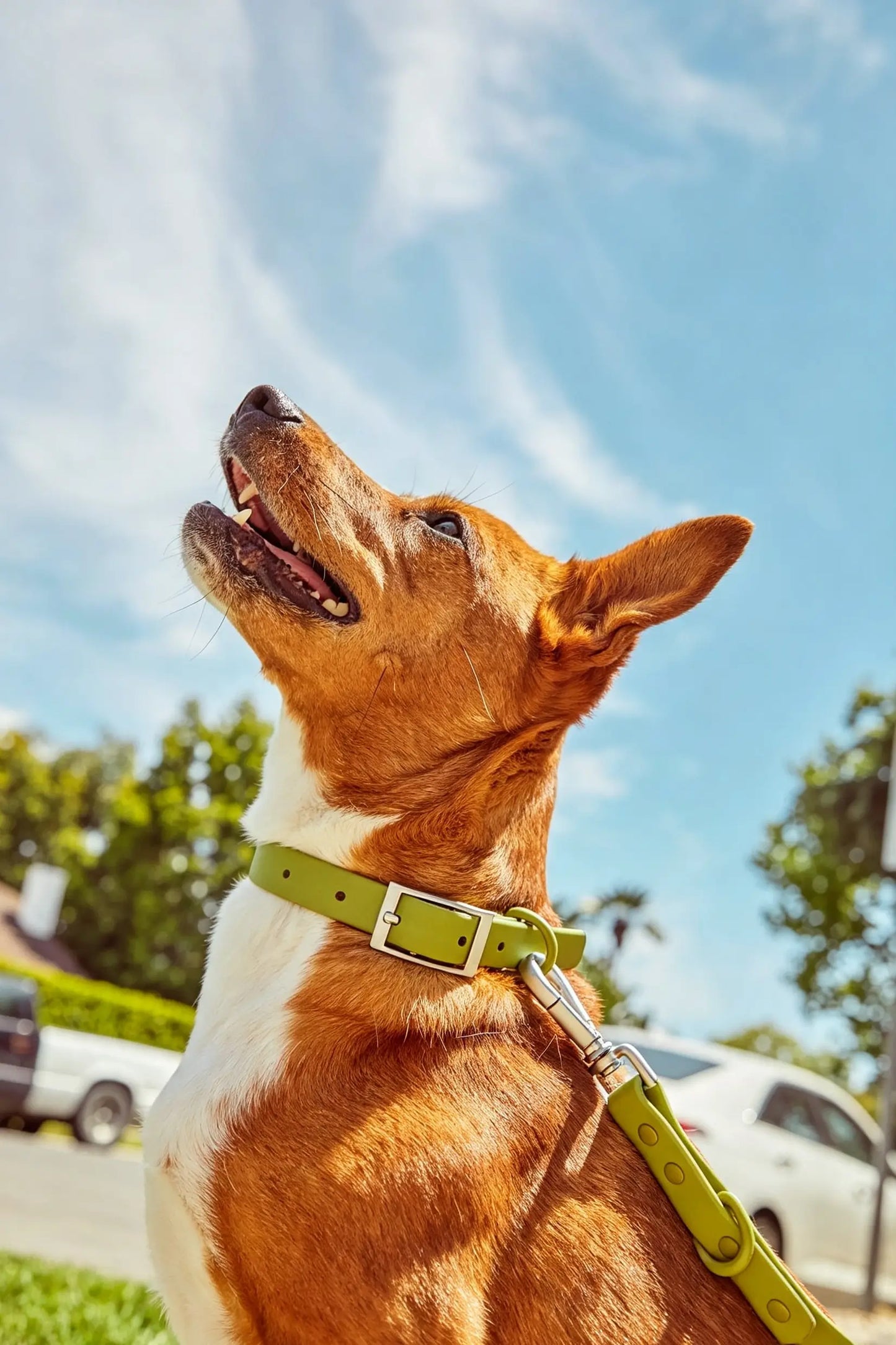 MellowTail All-Weather Everyday Collar™-Moss ✨ Limited Edition