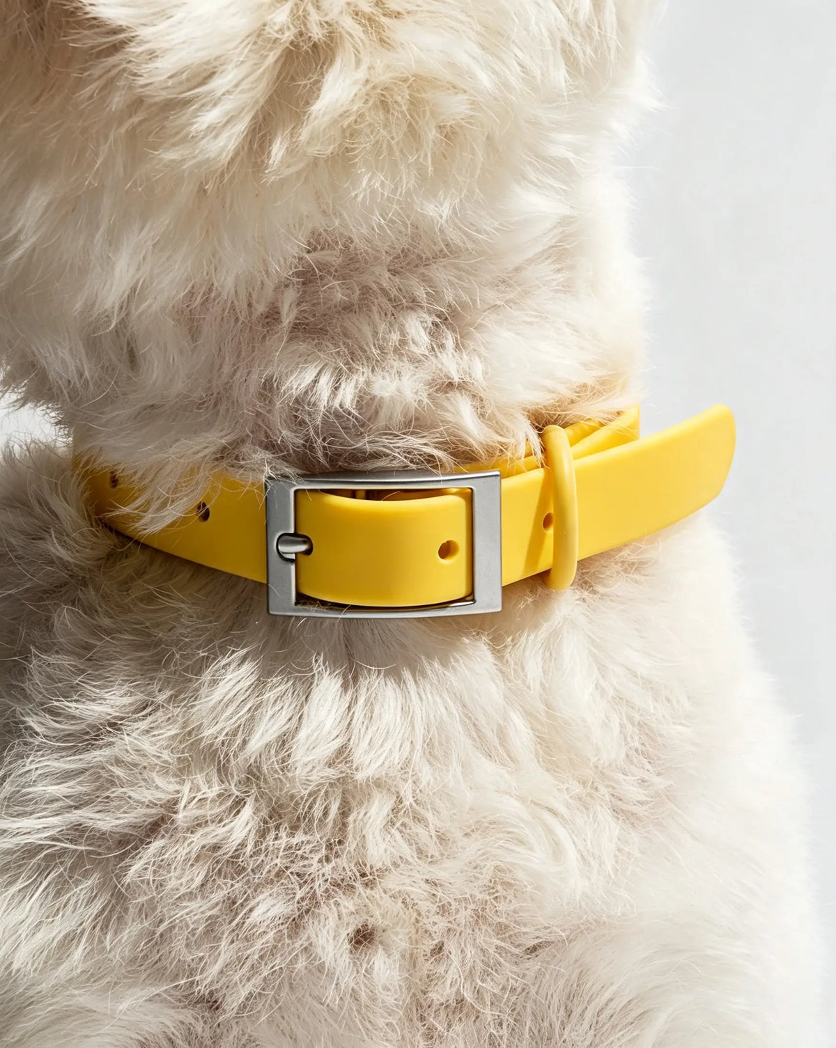 MellowTail All-Weather Everyday Collar™-Butter ✨ Limited Edition